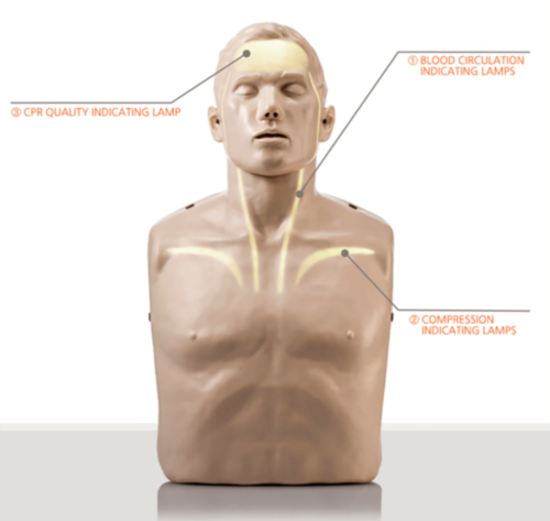 Mannequin de formation Brayden - Eclairage LED blanc - 10425